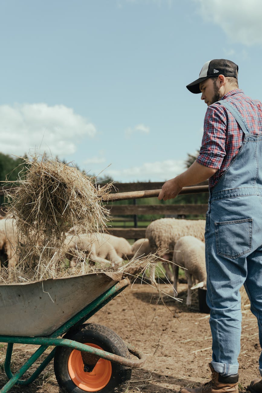  Young man shoveling hay with lambs in the background 