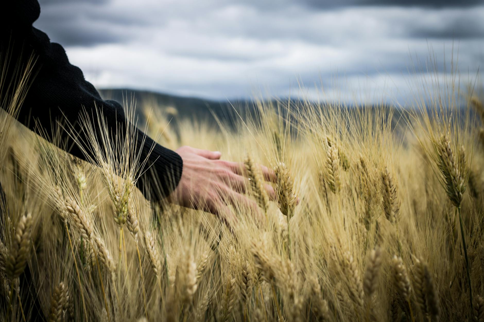  person running their hand over wheat in a wheat field 