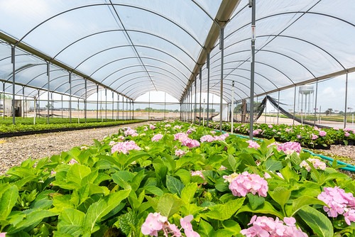  greenhouse growing flowers 