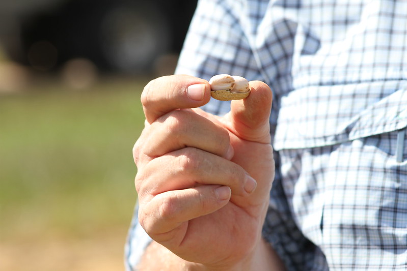  Farmer holding an open seed 