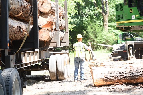  Worker loading timber logs onto truck 
