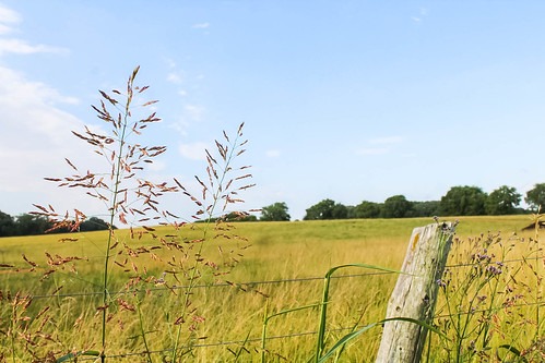  open field with trees and flowers 
