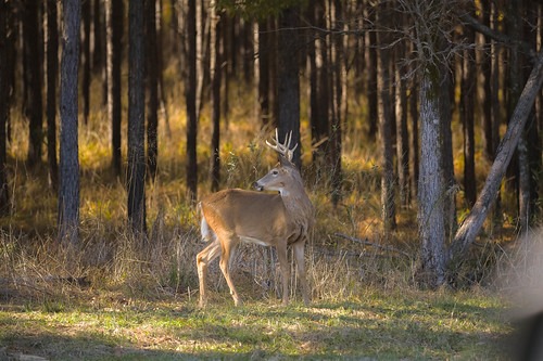  deer in the woods 