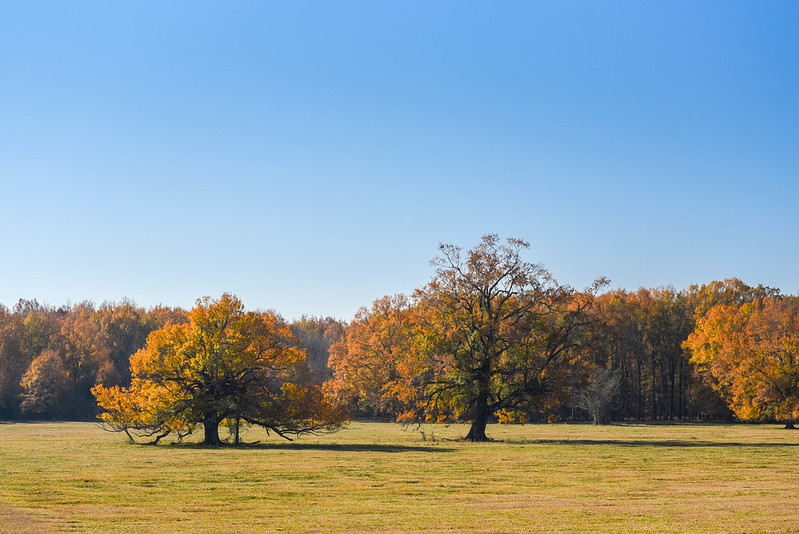 Is Now a Good Time to Buy Land in Alabama?