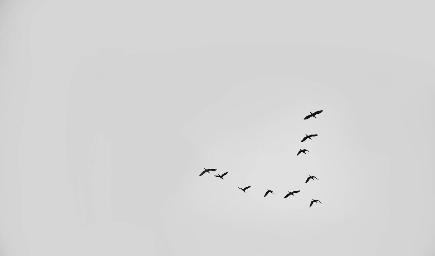  Birds flying in a v-pattern 