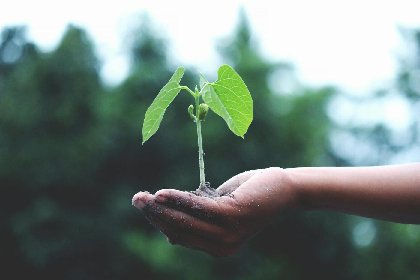  small plant in the hand of a young person 