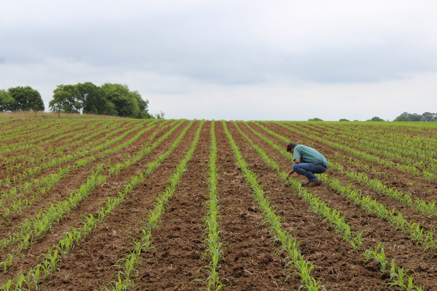 Farmer kneeling down in his field