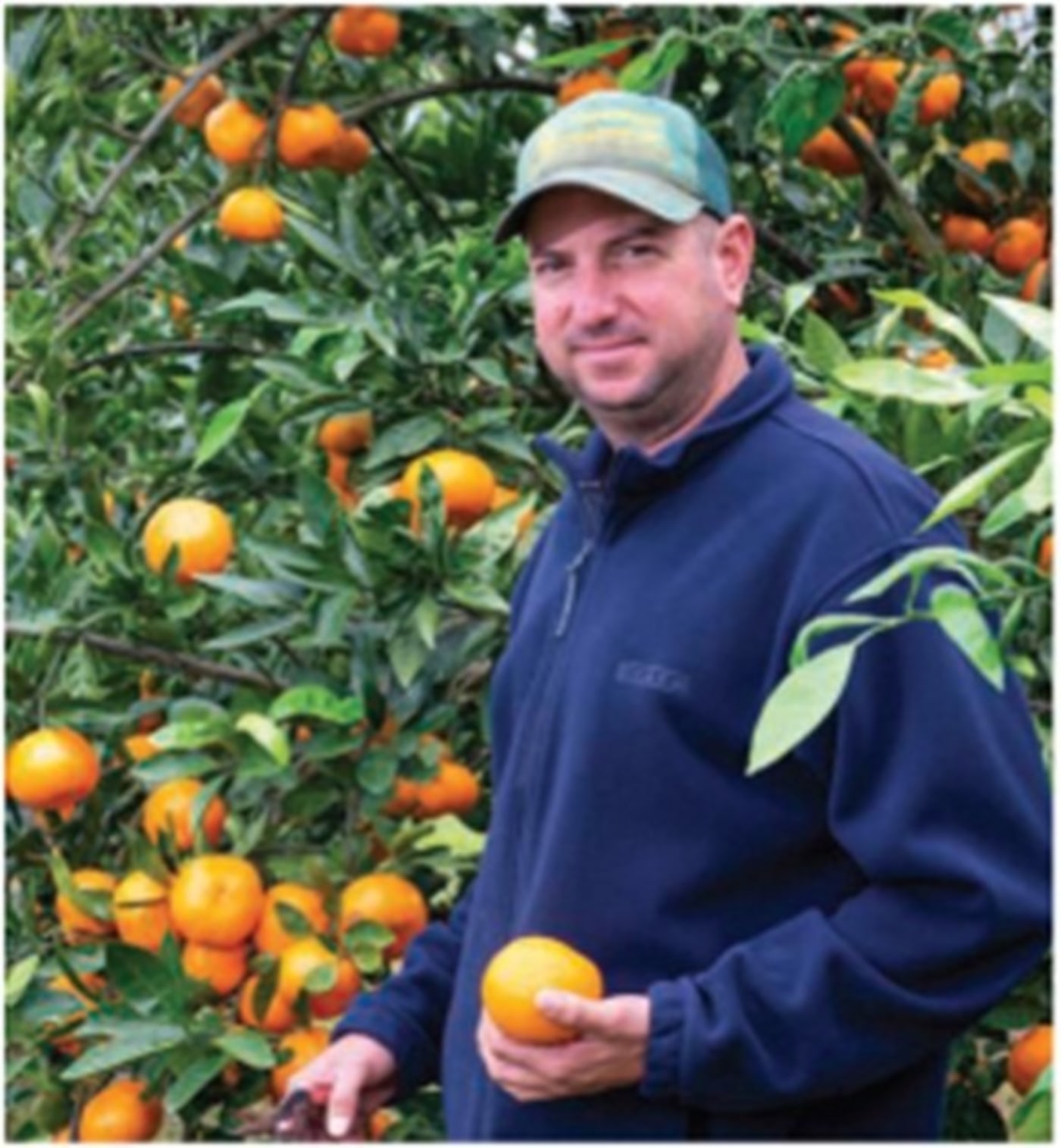  Sugar Sweet Satsumas 