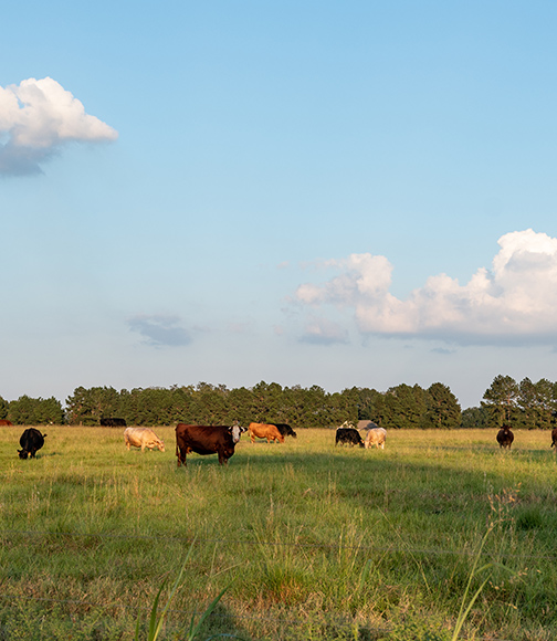 Agriculture Loans