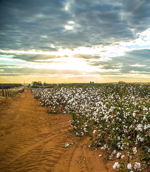 Agriculture Loans