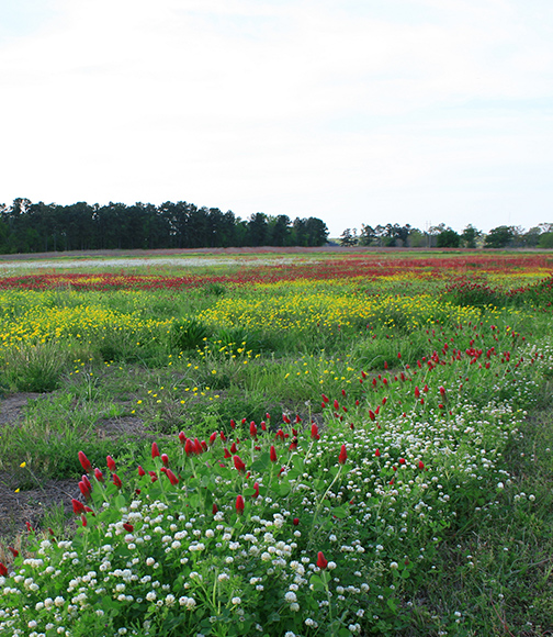 Land Loans